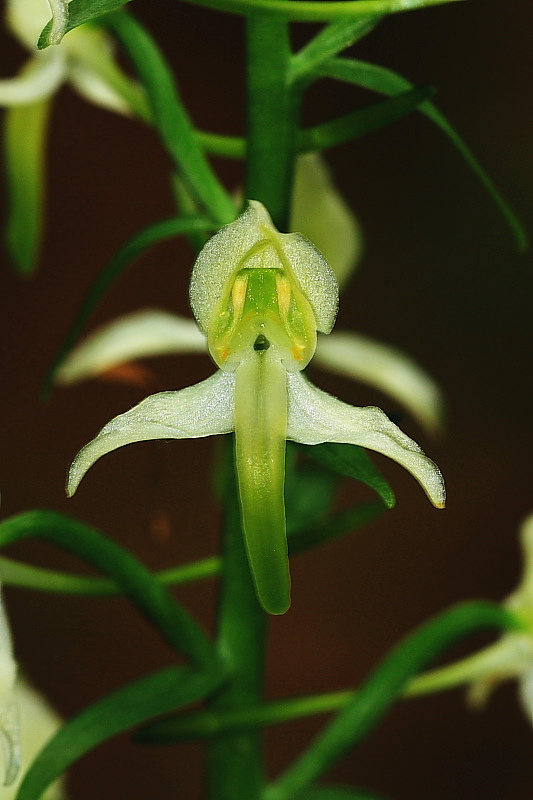 Platanthera chlorantha e altro.